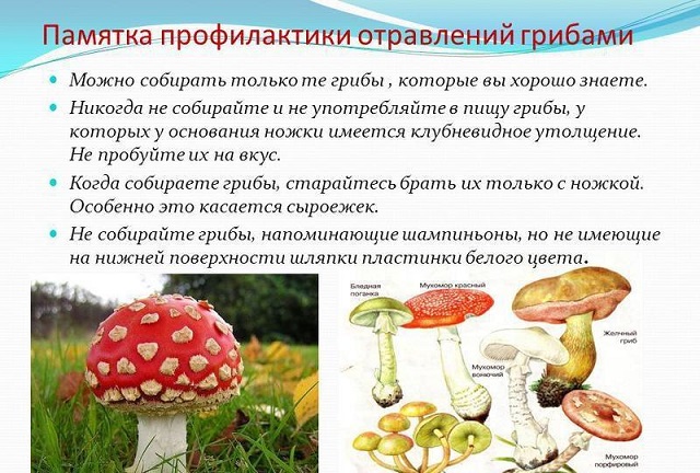osotozhno gribi 1